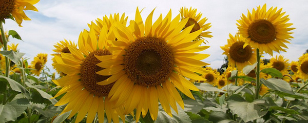 Story: Cecilia Davidsson’s ‘Sunflowers’